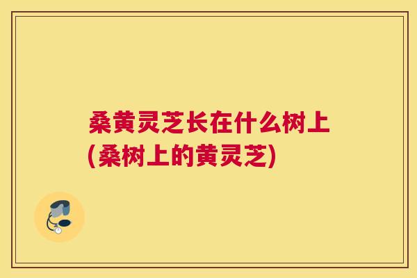 桑黄灵芝长在什么树上(桑树上的黄灵芝)