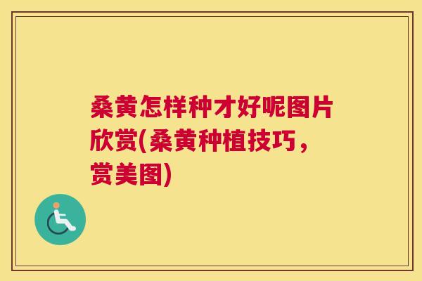 桑黄怎样种才好呢图片欣赏(桑黄种植技巧，赏美图)