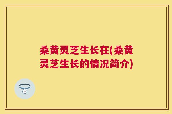 桑黄灵芝生长在(桑黄灵芝生长的情况简介)
