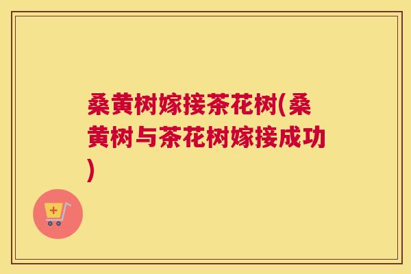 桑黄树嫁接茶花树(桑黄树与茶花树嫁接成功)