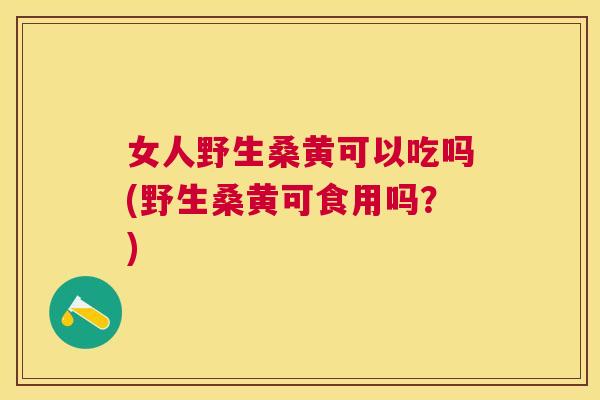 女人野生桑黄可以吃吗(野生桑黄可食用吗？)