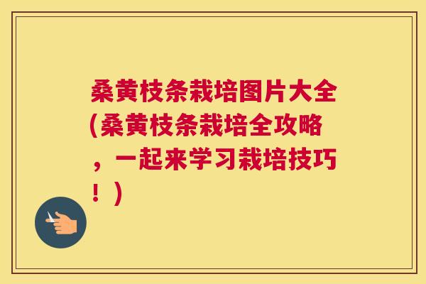 桑黄枝条栽培图片大全(桑黄枝条栽培全攻略，一起来学习栽培技巧！)