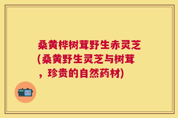 桑黄桦树茸野生赤灵芝(桑黄野生灵芝与树茸，珍贵的自然药材)