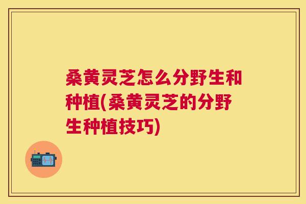 桑黄灵芝怎么分野生和种植(桑黄灵芝的分野生种植技巧)