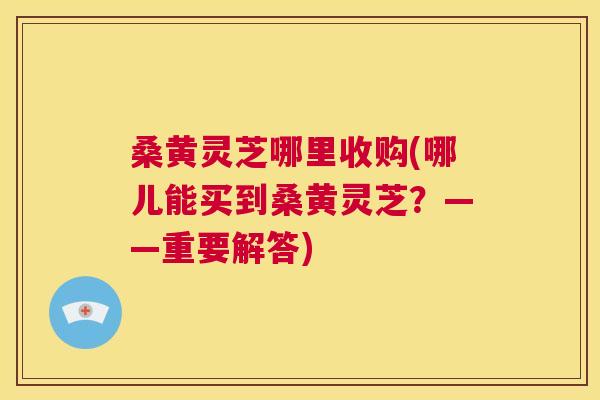 桑黄灵芝哪里收购(哪儿能买到桑黄灵芝？——重要解答)