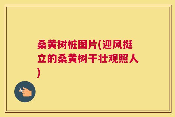 桑黄树桩图片(迎风挺立的桑黄树干壮观照人)