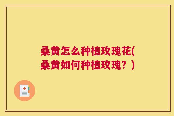 桑黄怎么种植玫瑰花(桑黄如何种植玫瑰？)