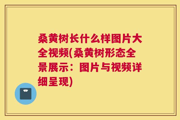 桑黄树长什么样图片大全视频(桑黄树形态全景展示：图片与视频详细呈现)
