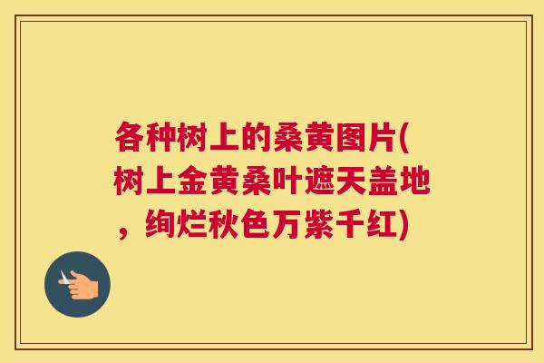各种树上的桑黄图片(树上金黄桑叶遮天盖地，绚烂秋色万紫千红)