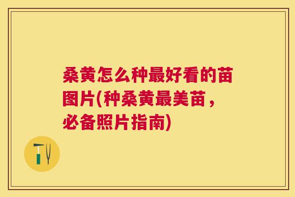 桑黄怎么种好看的苗图片(种桑黄美苗，必备照片指南)