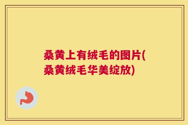 桑黄上有绒毛的图片(桑黄绒毛华美绽放)