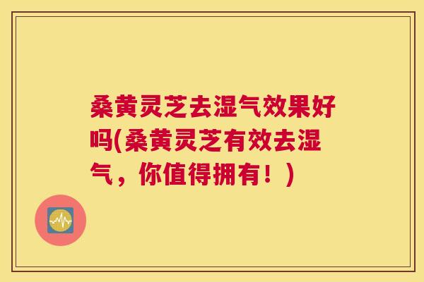桑黄灵芝去湿气效果好吗(桑黄灵芝有效去湿气，你值得拥有！)