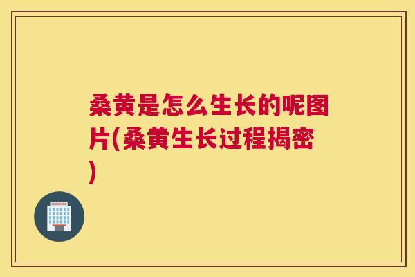 桑黄是怎么生长的呢图片(桑黄生长过程揭密)