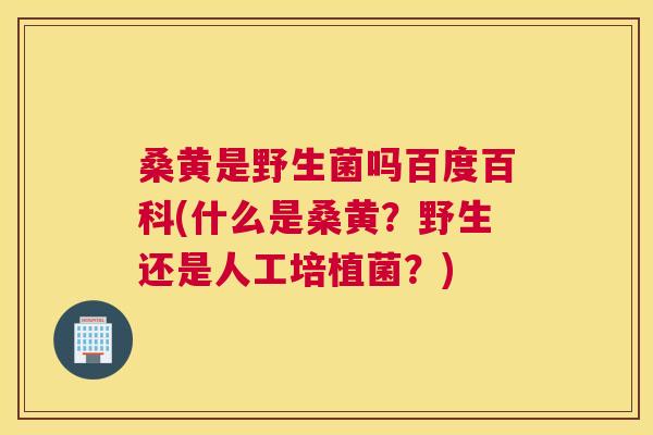 桑黄是野生菌吗百度百科(什么是桑黄？野生还是人工培植菌？)