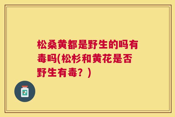松桑黄都是野生的吗有毒吗(松杉和黄花是否野生有毒？)