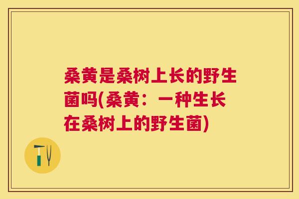桑黄是桑树上长的野生菌吗(桑黄：一种生长在桑树上的野生菌)