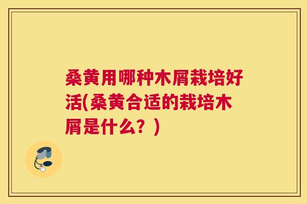 桑黄用哪种木屑栽培好活(桑黄合适的栽培木屑是什么？)