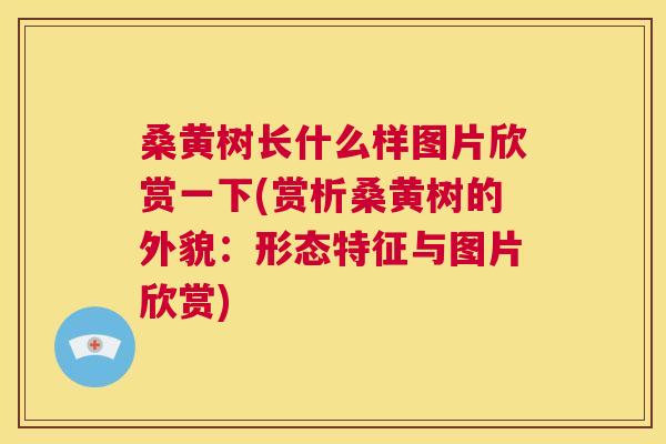 桑黄树长什么样图片欣赏一下(赏析桑黄树的外貌：形态特征与图片欣赏)