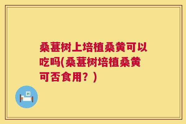 桑葚树上培植桑黄可以吃吗(桑葚树培植桑黄可否食用？)