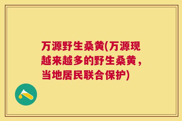 万源野生桑黄(万源现越来越多的野生桑黄，当地居民联合保护)