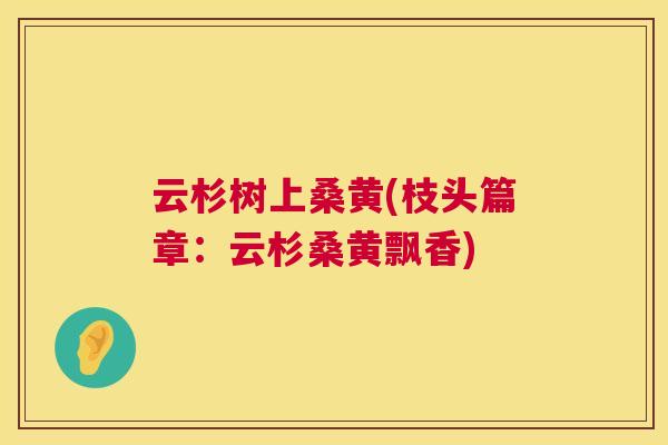 云杉树上桑黄(枝头篇章：云杉桑黄飘香)