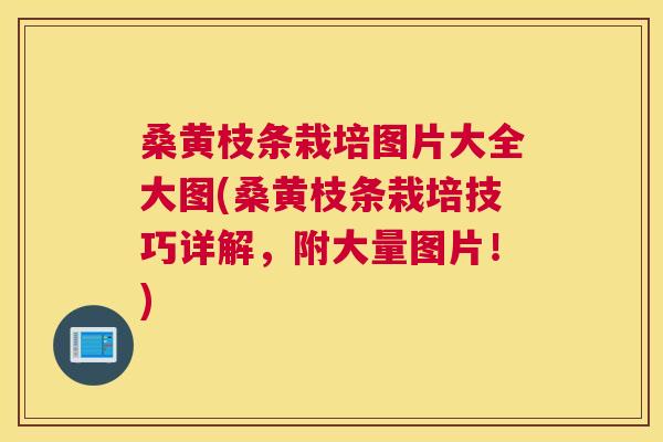 桑黄枝条栽培图片大全大图(桑黄枝条栽培技巧详解，附大量图片！)