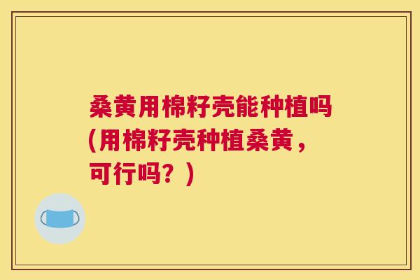桑黄用棉籽壳能种植吗(用棉籽壳种植桑黄，可行吗？)