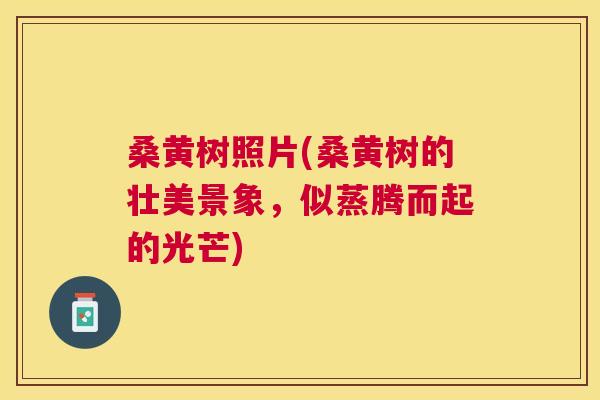 桑黄树照片(桑黄树的壮美景象，似蒸腾而起的光芒)