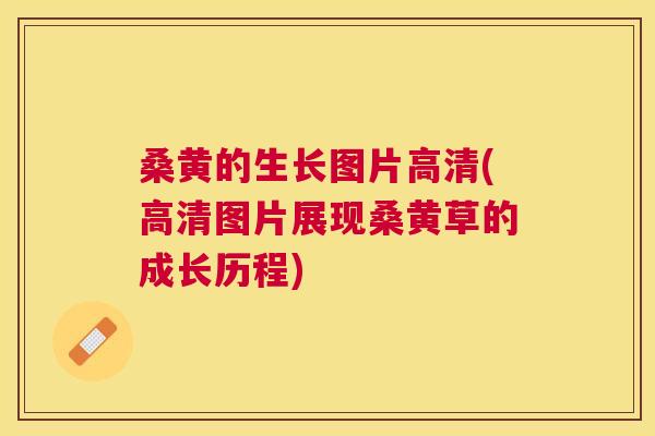 桑黄的生长图片高清(高清图片展现桑黄草的成长历程)